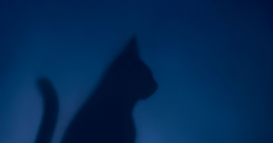 ¿Afrontar la pérdida de una mascota?  Pueden ofrecer apoyo para el dolor.